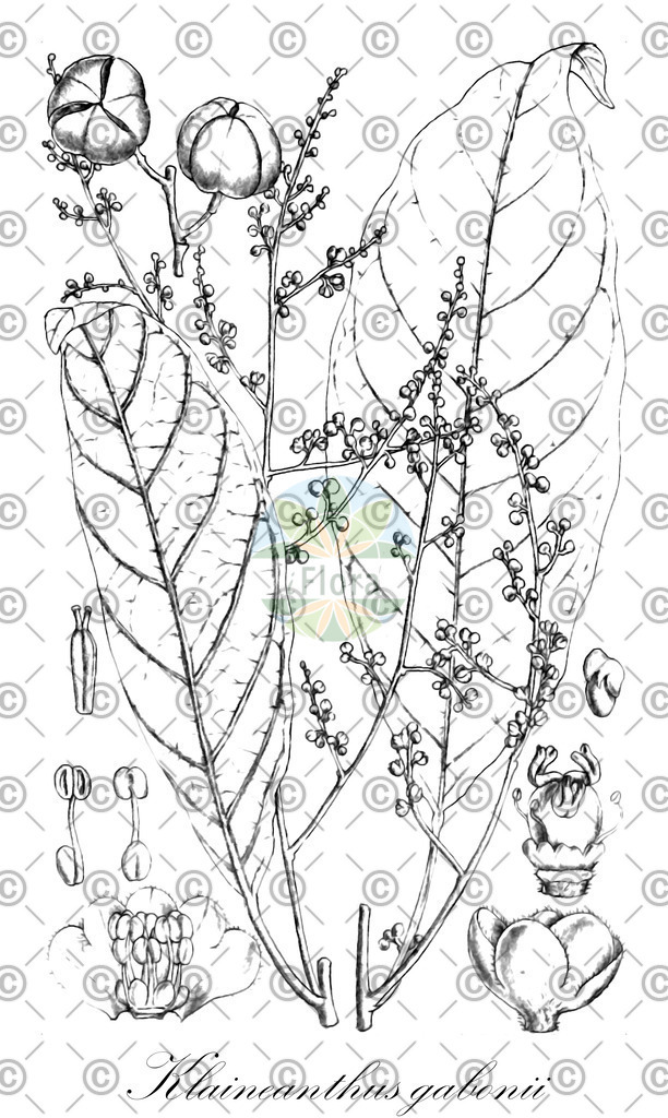 HistAbb_wfo-0000356935_1_ENZY_Simple | Historische Abbildung von Klaineanthus gabonii - Euphorbiaceae | Historical Illustration of Klaineanthus gabonii - Euphorbiaceae