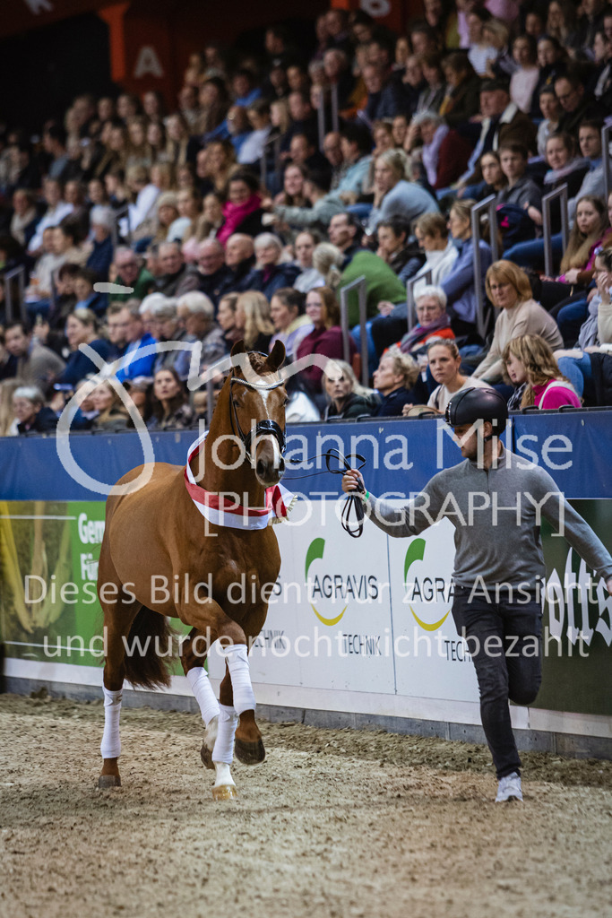 250108_Muenster_Hengstpräsentation-108 | Deine schönsten Turniermomente als professionelle Fotos! Entdecke hochwertige Pferdesport-Fotografie im Online-Shop. Jetzt Fotos finden & bestellen!