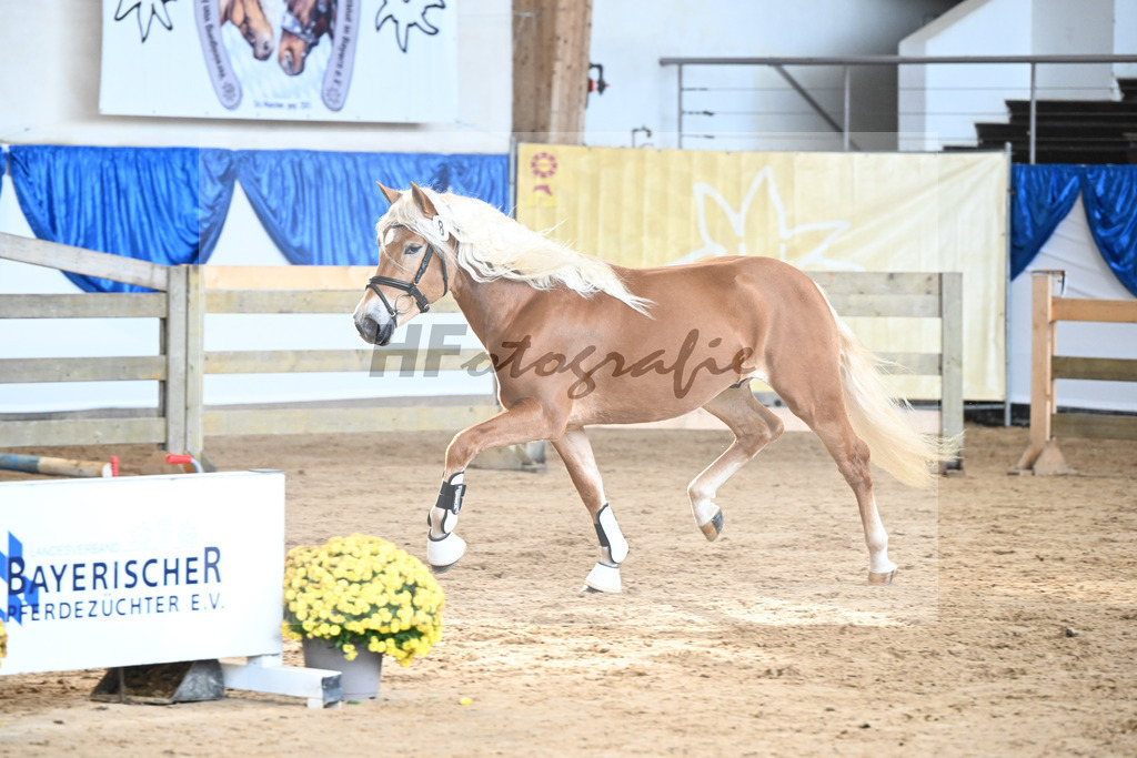 Kat-Nr. 8 Angelo Mio v. Amore Mio_Brielmeier_48250208 | hf-fotografie - Realisiert mit Pictrs.com