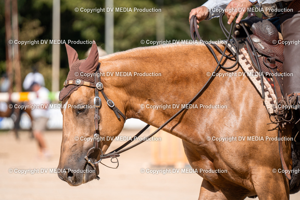 ZH100213 | dv-media-shop - Realisiert mit Pictrs.com