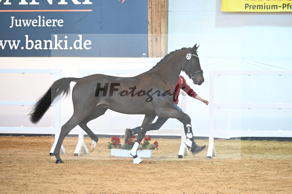 Kat-Nr. 21 v. Quasimodo Z_Baertschi_2230470 | hf-fotografie - Realisiert mit Pictrs.com