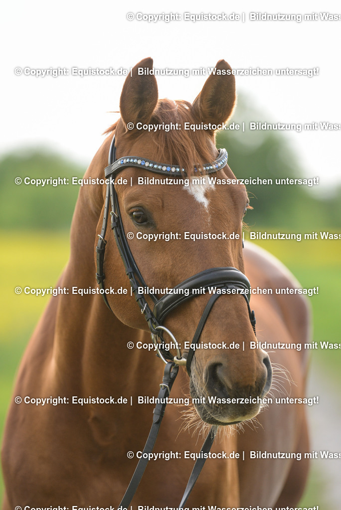 20150512_TOMsPiC_0143 | equistock