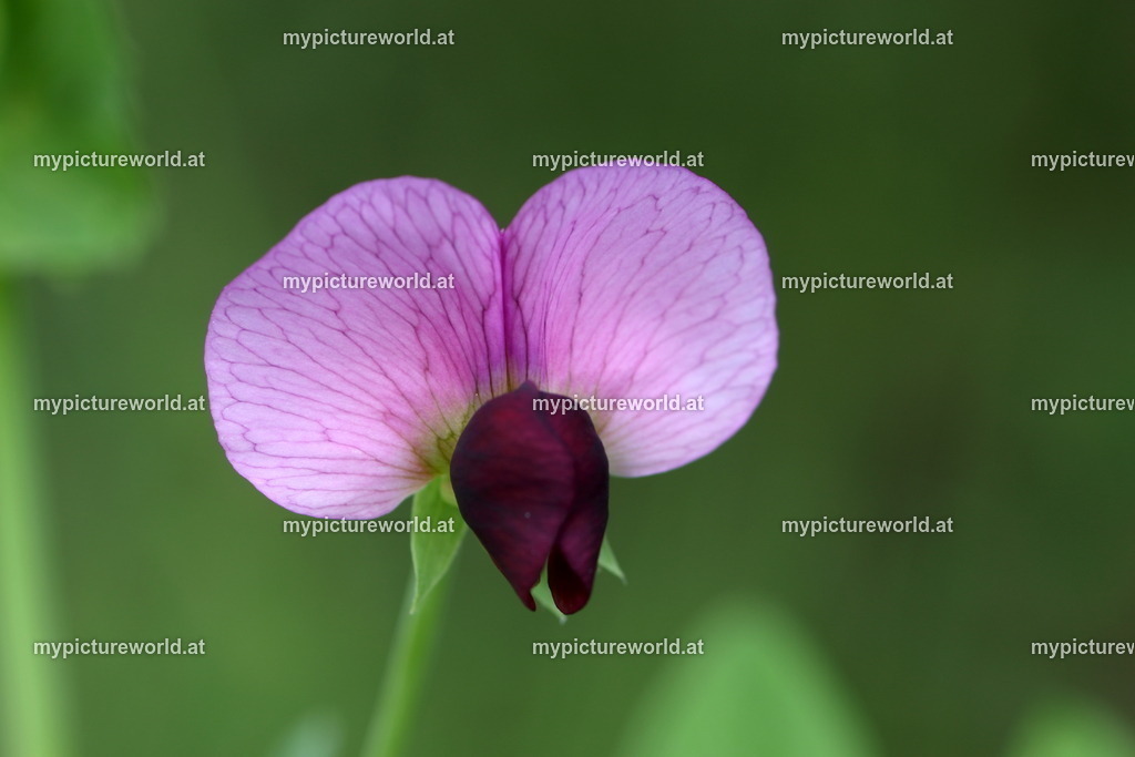 Wilde Erbse-003 | Das Bilderarchiv über Tiere, Planzen und Landschaften. In der Bilddatenbank finden Sie ein große Auswahl an hochwertigen Bilder für Ihre Werbung - Realisiert mit Pictrs.com