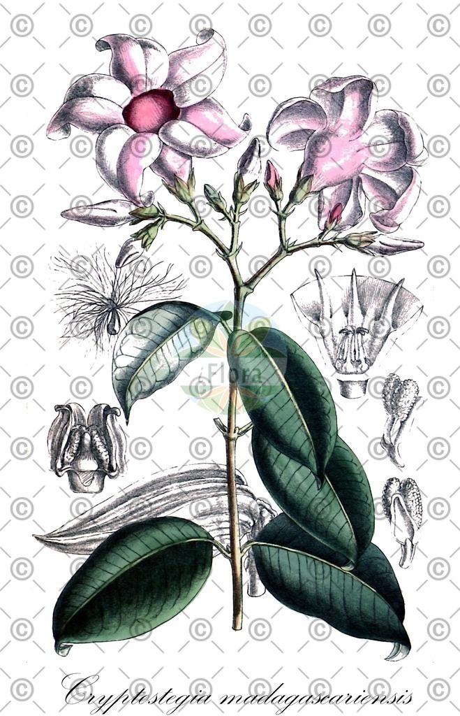 HistAbb_wfo-0000764760_1_ENZY_Simple | Historische Abbildung von Cryptostegia madagascariensis - Apocynaceae | Historical Illustration of Cryptostegia madagascariensis - Apocynaceae