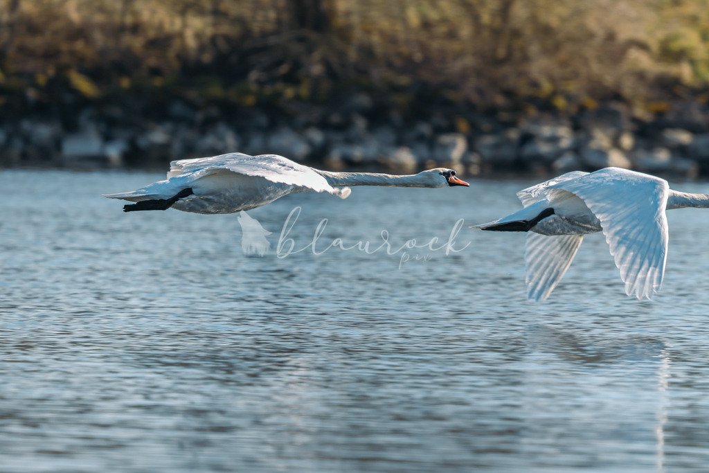  waterslide-0798 | Frühlingserwachen