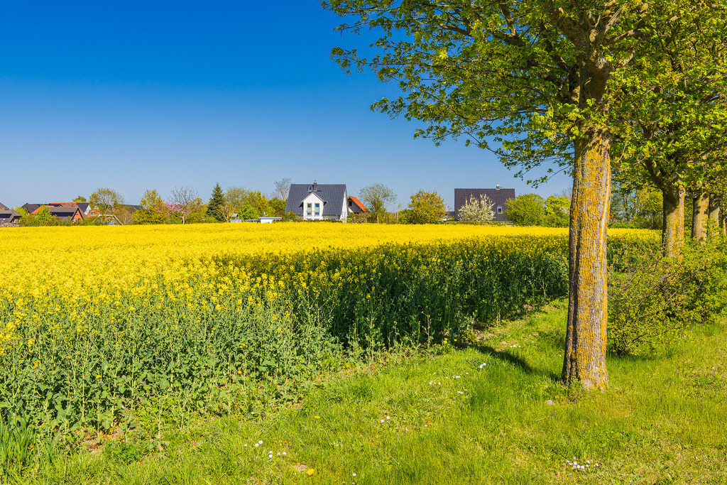 Blühendes Rapsfeld und Bäume im Frühling bei Sildemow | Blühendes Rapsfeld und Bäume im Frühling bei Sildemow.