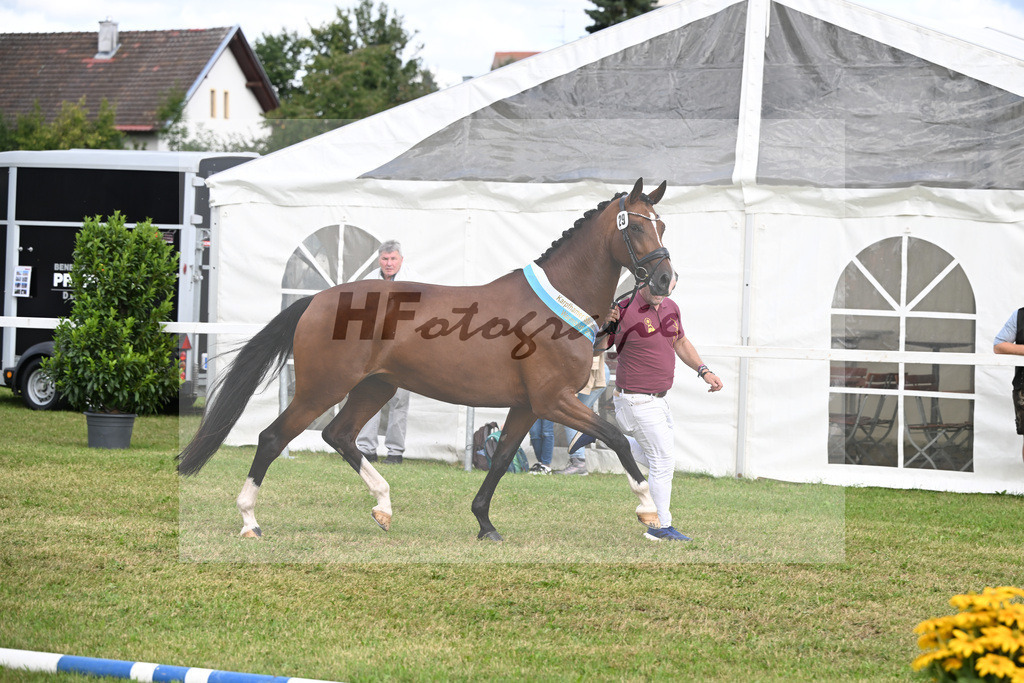 Kat-Nr. 29 Baronesse v. Buckingham_Weyland_30250938 | hf-fotografie - Realizzato con Pictrs.com