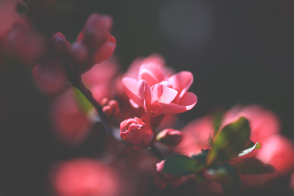 Blüten | Simone Sonderegger Photography