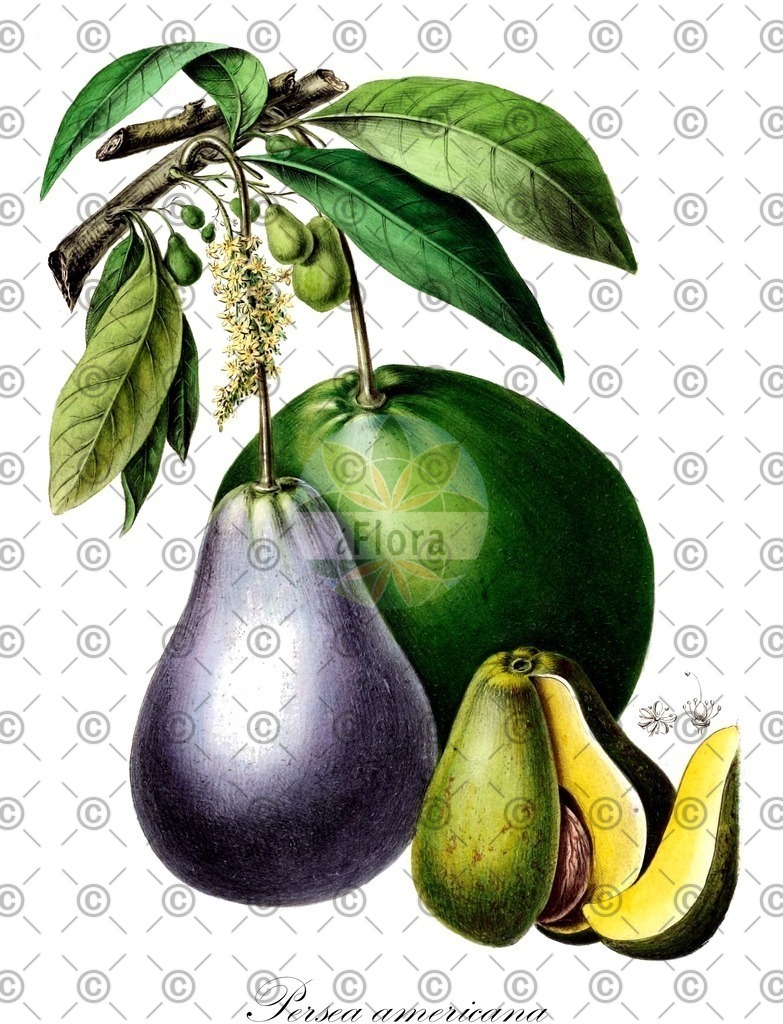 HistAbb_EMP_55890_4_FloraD_Simple | Historische Abbildung von Persea americana - Lauraceae (Avocado;Abacata;Abacate;Butterfrucht;Butterbirne;Alligatorbirne;Aguacate-Baum) | Historical Illustration of Persea americana - Lauraceae