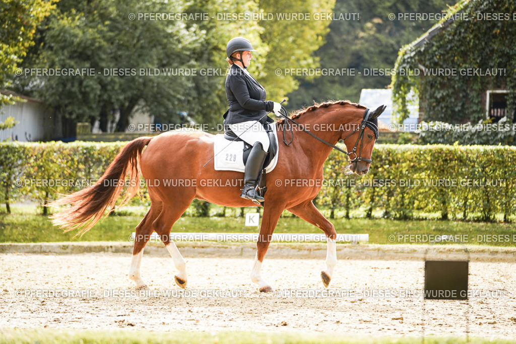 DSC01303 | Pferdegrafie