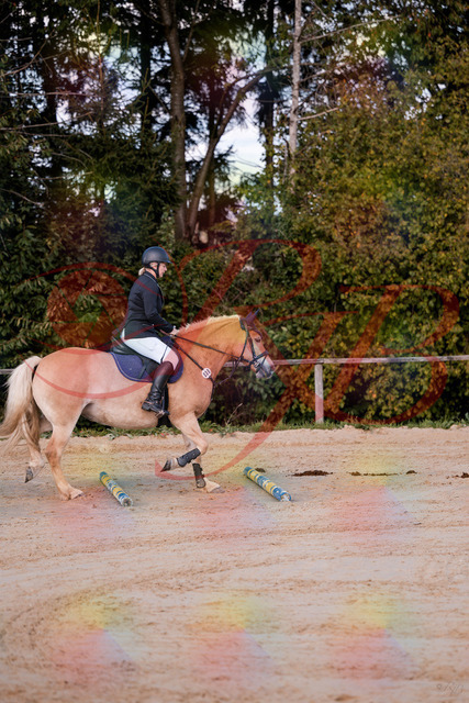 2026_10_03_Siefer-Hof_145226_Z81_31415218 | Professionelle Reitsport-, Turnier- und Eventfotografie von Robert Broda. Galerien mit ausgewählten und bearbeiteten Bildern direkt online ansehen und bestellen.