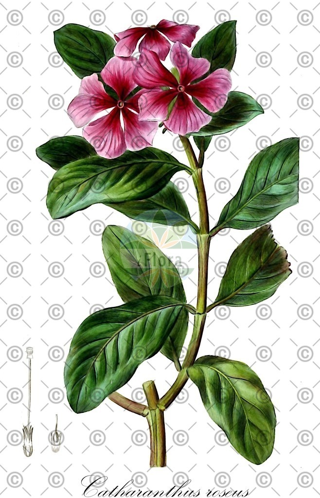 HistAbb_wfo-0000819442_2_ENZY_Simple | Historische Abbildung von Catharanthus roseus - Apocynaceae | Historical Illustration of Catharanthus roseus - Apocynaceae
