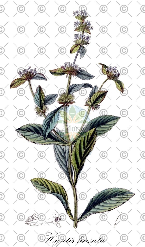 HistAbb_wfo-0001342160_1_ENZY_Simple | Historische Abbildung von Hyptis hirsuta - Lamiaceae | Historical Illustration of Hyptis hirsuta - Lamiaceae