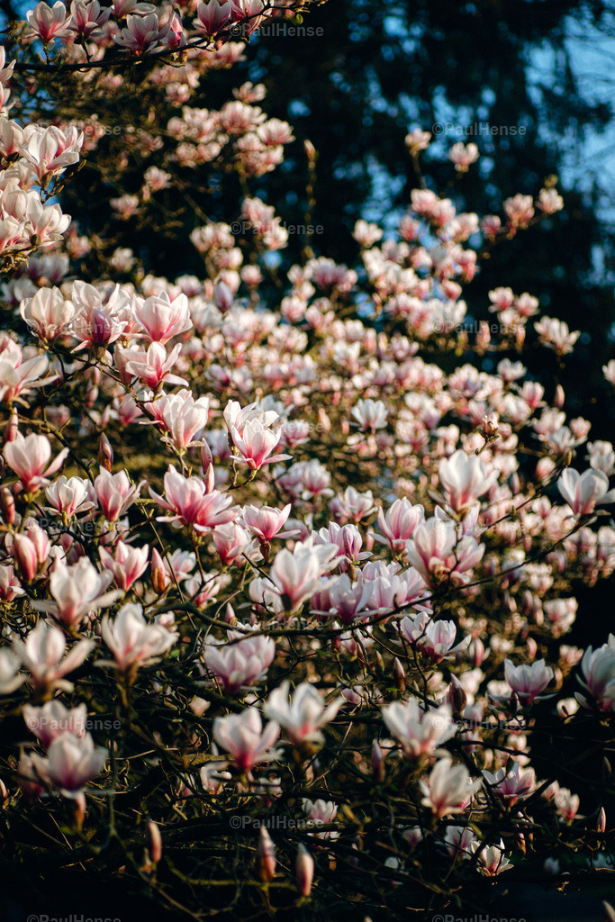 20220324_PaulHense_S0047_DSC03551 | paulhense - Realisiert mit Pictrs.com