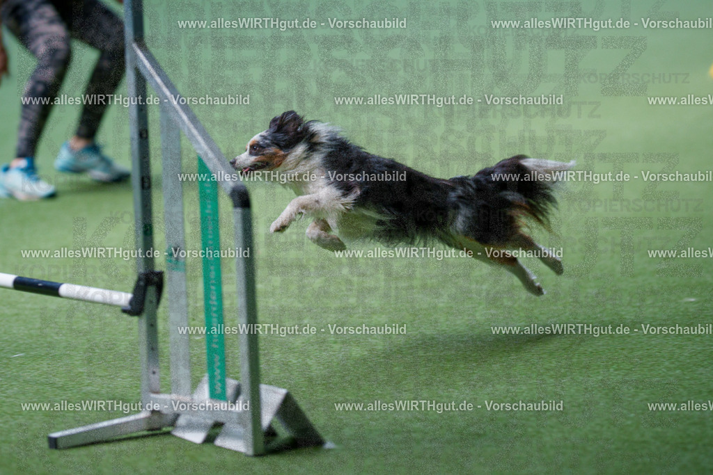 @allesWIRTHgut_Tierfotografie - www.allesWIRTHgut.de - 2604251259-7R503302 | Professionelle Tierfotografie in Mönchengladbach von Daniel Wirth (allesWIRTHgut). Liebevolle & natürliche Bilder von Hunden & Katzen für unvergessliche Erinnerungen.