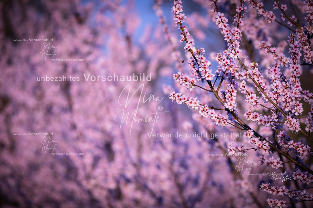 _16A6372 | Einzigartige Fotos von Hunden & Menschen –Actionfotos, Portraits, Vereinsaufnahmen & Paarshootings – authentisch, lebendig & mit Herz.