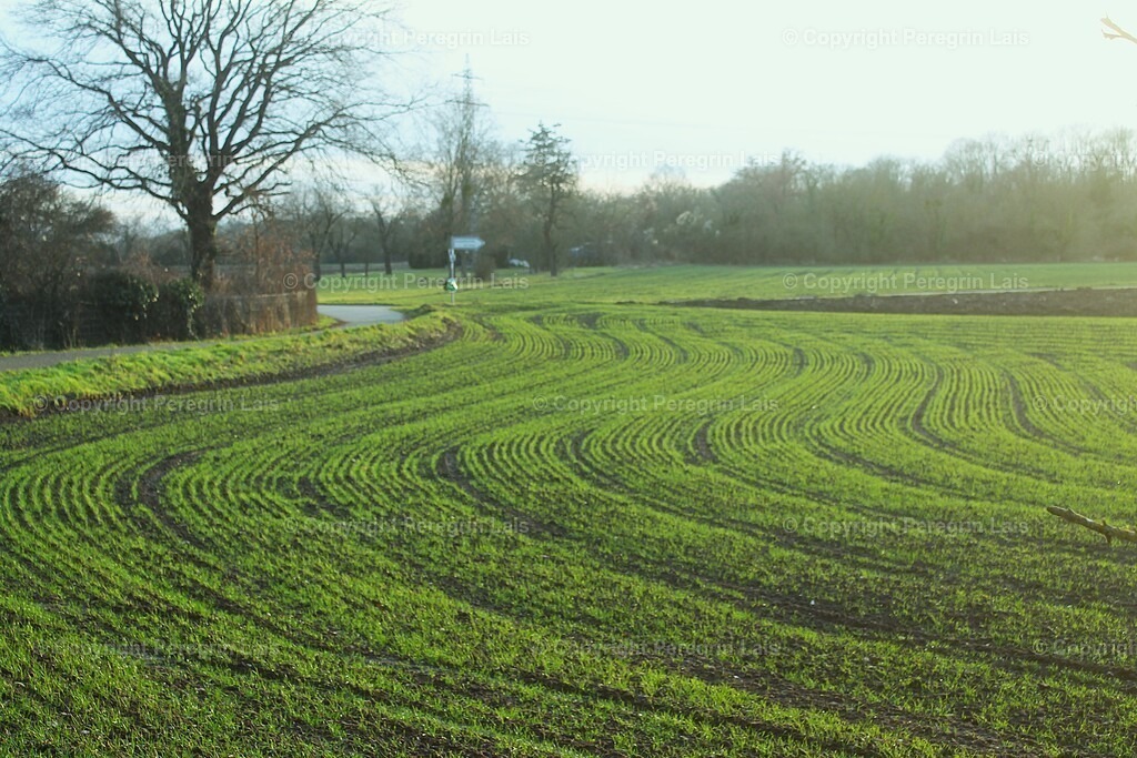 IMG_2794 | Fotografiert von Peregrin Lais. Bilder anschauen, 
Formate auswählen und bestellen. - Realisiert mit Pictrs.com