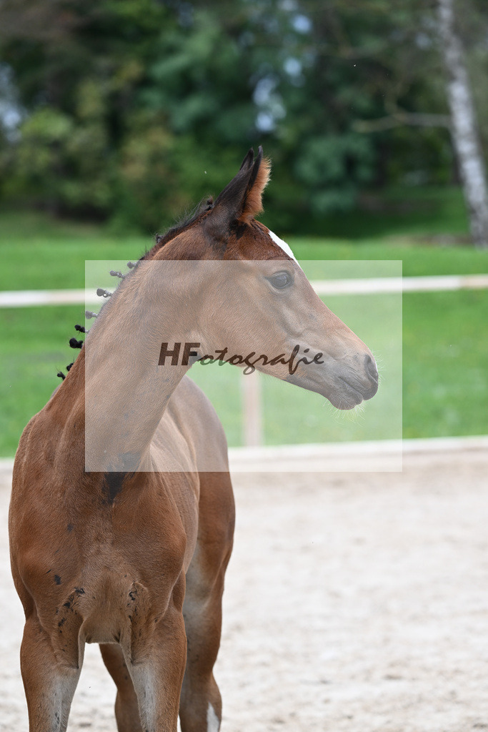 Kat-Nr. 30 SF Fidertanz_Joner_25230682 | hf-fotografie - Realisiert mit Pictrs.com