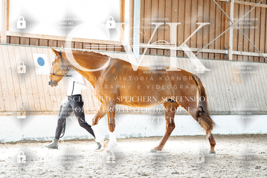 CK906906 | Turnierfotografie Pferdefotografie Trier Rheinland-Pfalz Pferdesport Reitsport Tierfotografie Sportfotografie Pferdevideo Pferdevideografie Equestrianvideography equestrianphotography  - Realisiert mit Pictrs.com
