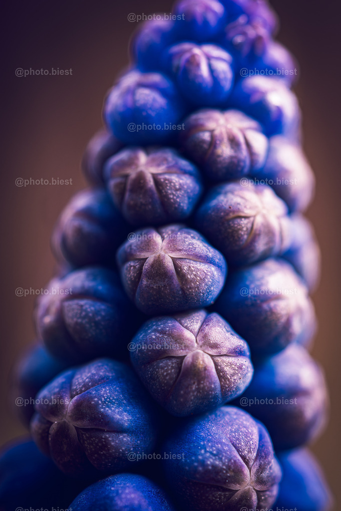 Blaubeeren? | Eine Traubenhyazynthe von sehr nah dran. - Realisiert mit Pictrs.com