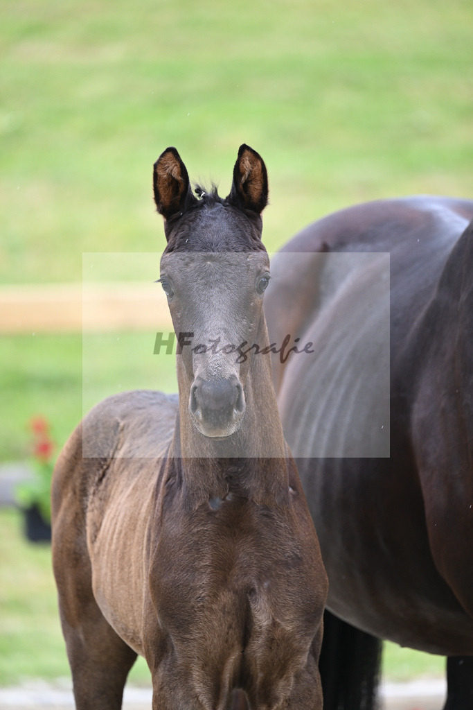 Kat-Nr. 27 SF DSP Feliciano_Sanladerer_17230373 | hf-fotografie - Realizzato con Pictrs.com