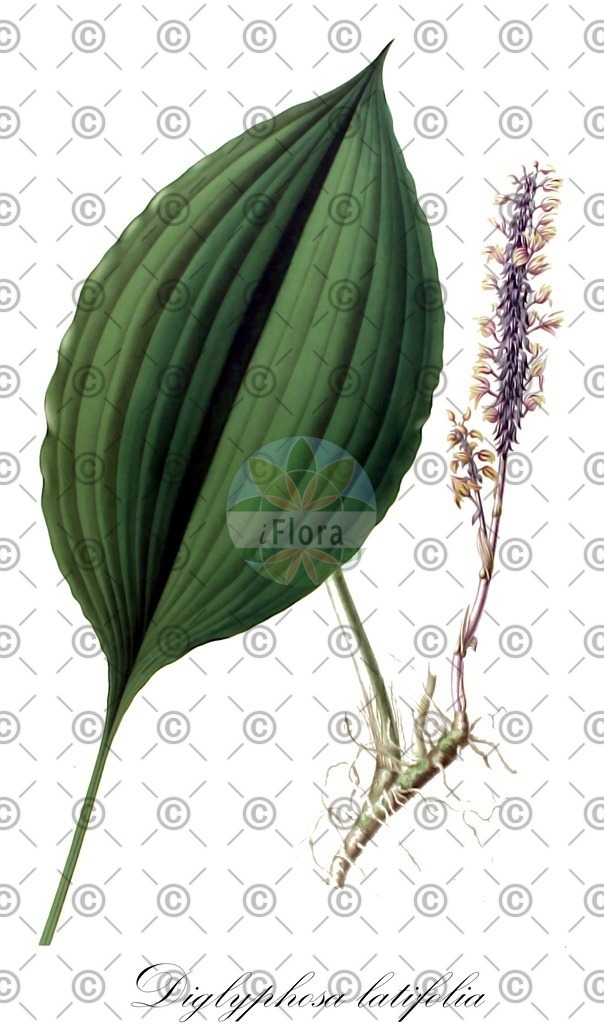 HistAbb_wfo-0000864548_1_ENZY_Simple | Historische Abbildung von Diglyphosa latifolia - Orchidaceae | Historical Illustration of Diglyphosa latifolia - Orchidaceae