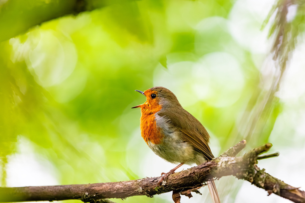 Rotkehlchen | Ein Rotkehlchen singt auf einem Ast im Baum