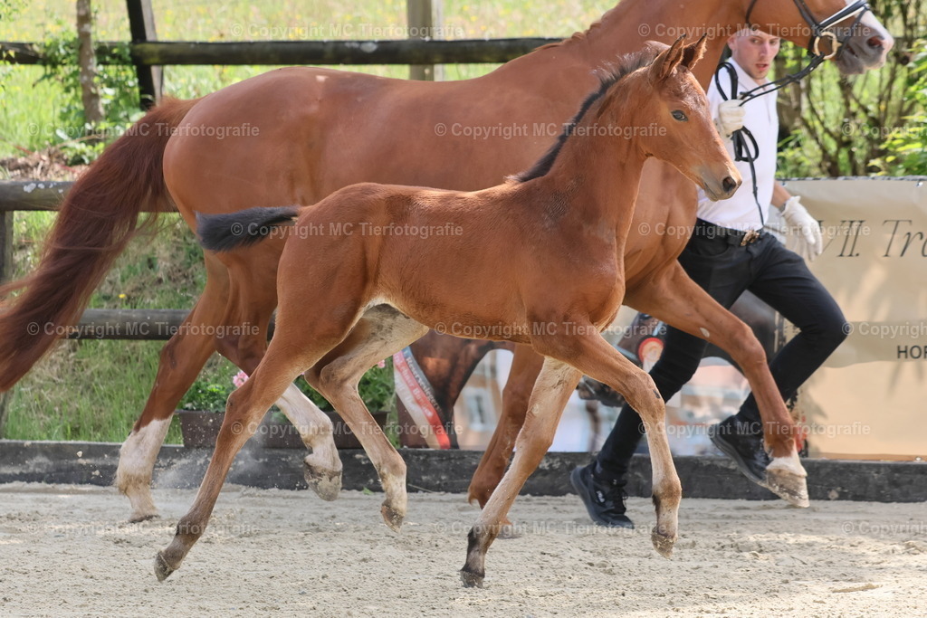 TrakFohlenschHennef17052025MC3H5A7574B | Pferdefotos online bestellen - Realisiert mit Pictrs.com
