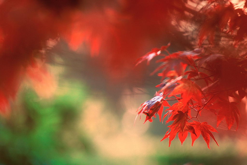 Strauch | Austria - December 09, 2009: Strauch. - Realisiert mit Pictrs.com