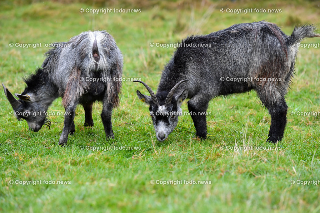 Zoo Linz_ 22.11.2022-18 | 22.11.2022, Zoo Linz, AUT, Schafe, Ziegen, roter Panda, im Bild Blobe Ziegen 