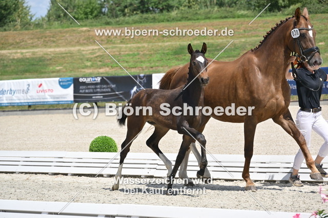 30_Escaneno - Quaterback_935_2144 | Björn Schroeder Pferdefotografie
