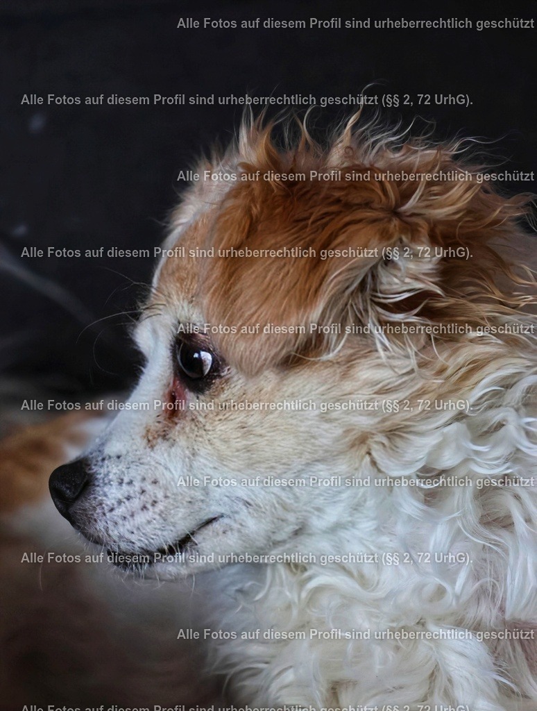 20240317083339_0C4A3741_3-01 | krollfotografie - Realisiert mit Pictrs.com