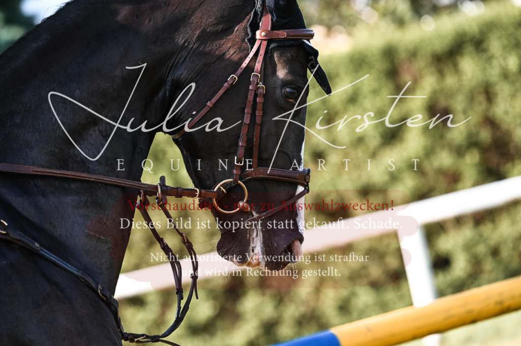 DSC_7517 | Pferde- und Turnierfotografie in Westsachsen. Pferdeportraits, Auftragszeichnungen und intuitive Kunst.