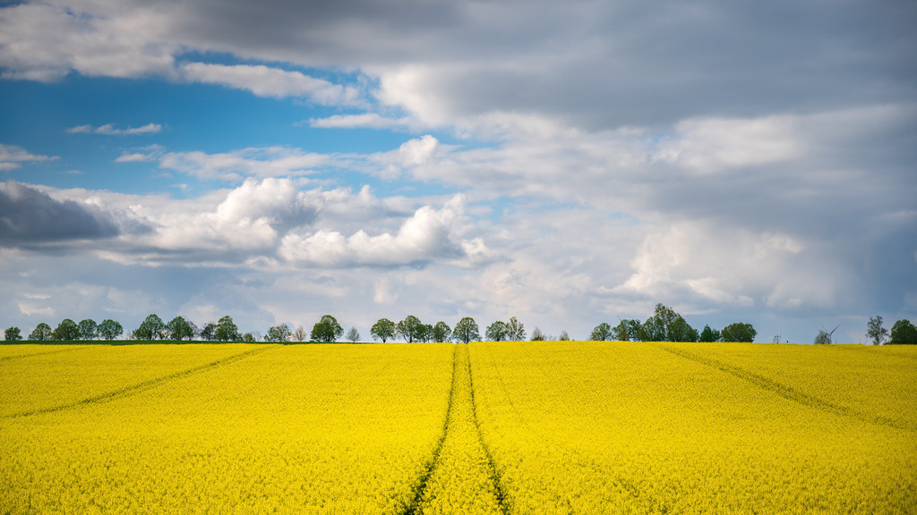 _DSC1998-Enhanced-NR | renerovisanfotoart.com