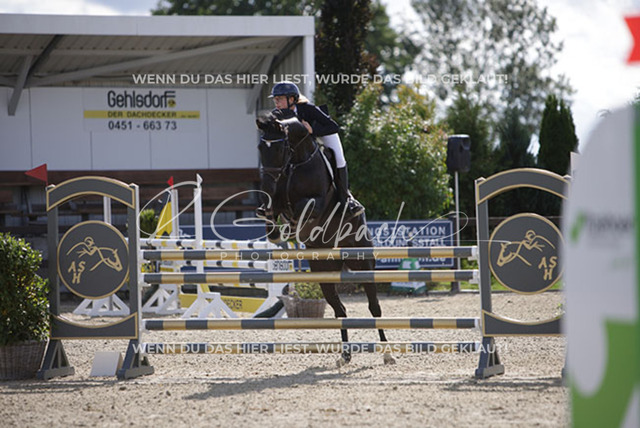 1J2A6640Nele Hoff_ Nordwarf_s Nikita_ Kn801_ Havekost | Foto- und Videografie für alles rund ums Pferd. Hochwertige Bilder und Videos vom Spring- und Dressurreiten, Voltigieren & mehr. Jetzt aktuelle Veranstaltungen und Preise im Shop ansehen. - Realisiert mit Pictrs.com