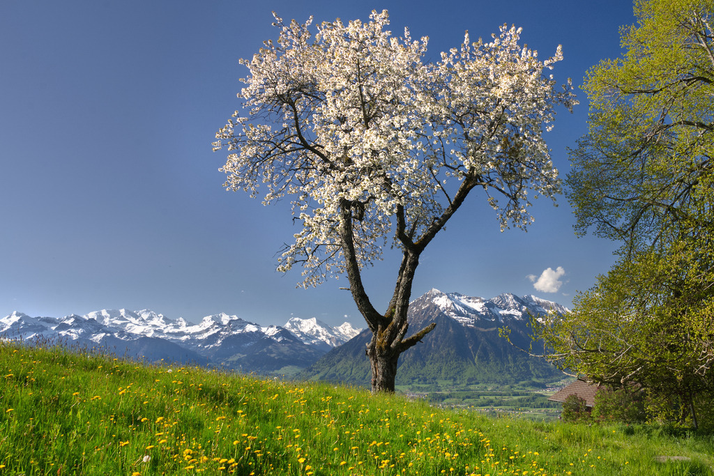 Berner Alpen | In diesem Shop werden vorwiegend künstlerisch hochstehende Aufnahmen aus dem Bereich der Naturfotografie zum Verkauf angeboten. - In this store mainly artistic high quality shots from the field of nature photography are offered for sale. - Realisiert mit Pictrs.com