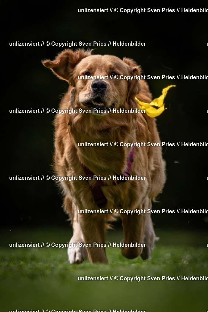 Sven Pries | 19. Allgemeines Hunderennen Karlsruhe Durlach - Realisiert mit Pictrs.com