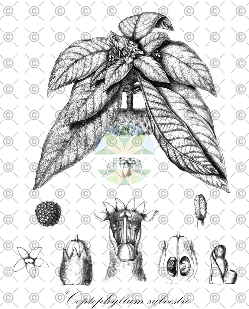HistAbb_wfo-0000923753_1_ENZY_Simple | Historische Abbildung von Coptophyllum sylvestre - Rubiaceae | Historical Illustration of Coptophyllum sylvestre - Rubiaceae
