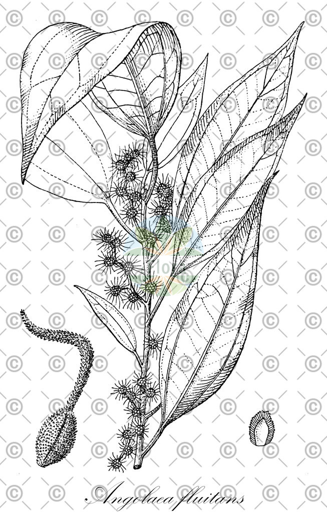 HistAbb_wfo-0000536542_44_ENZY_Simple | Historische Abbildung von Angolaea fluitans - Podostemaceae | Historical Illustration of Angolaea fluitans - Podostemaceae