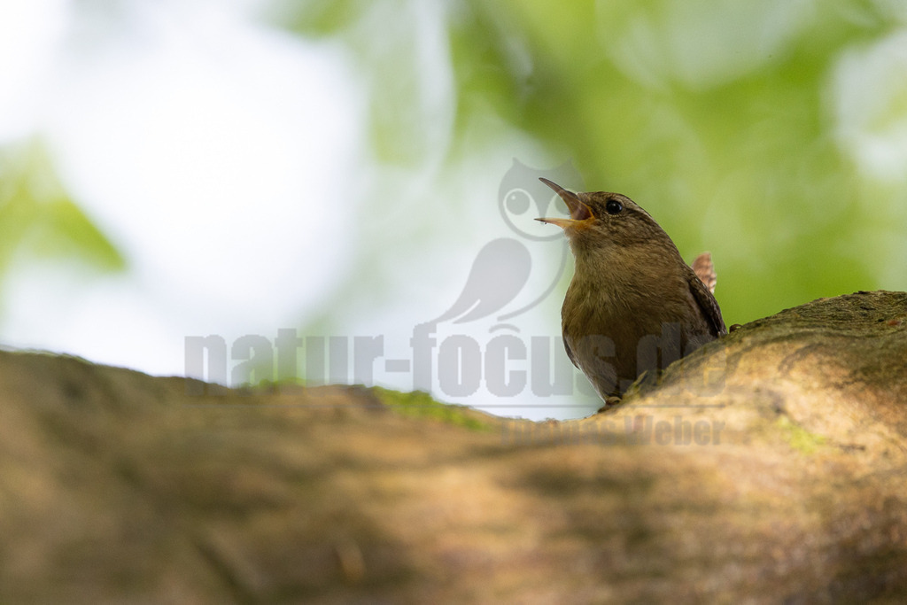 R5M28300_20260503 | Ein Zaunkönig (Troglodytes troglodytes) sitzt auf einem moosbewachsenen Ast und singt mit weit geöffnetem Schnabel. Der Vogel ist braun gefiedert, mit einem kurzen, aufgerichteten Schwanz. Im Hintergrund sind unscharfe grüne Blätter und helles Licht zu sehen. - Realisiert mit Pictrs.com