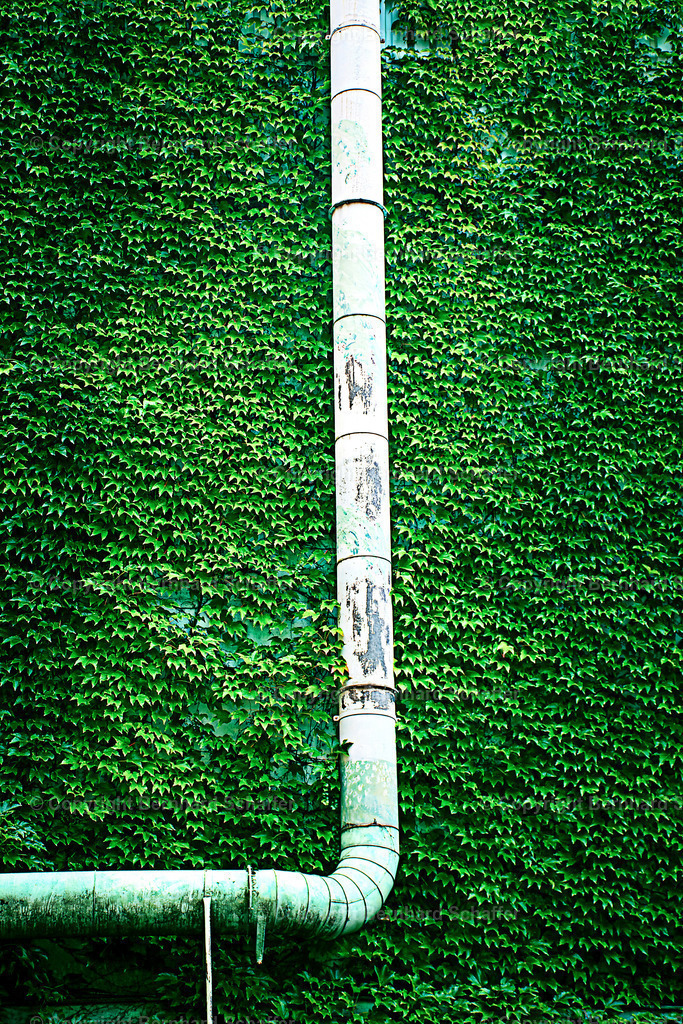 Efeuwand | Ein weißes Lüftungsrohr aus Blech verläuft vertikal entlang einer mit Efeu bewachsenen Wand. - Realisiert mit Pictrs.com