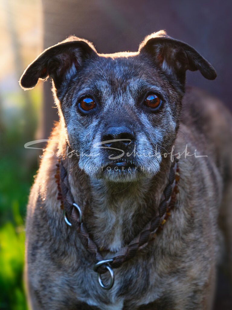 Joe_23-04-032023_04_3_DSCF0784 | People- und Tierfotografie, Imageaufnahmen, Veranstaltungsfotografie und Wandbilder aus der Natur ★ Made in Germany ✔️ Druck + Downloads ✔️ Naturfotografie in Top Qualität ★ schneller Versand, weltweite Lieferung! - Realisiert mit Pictrs.com