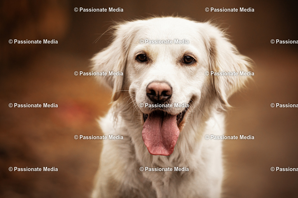 DSC01641 | Passionate Media, dein Fotograf aus Brandenburg, Märkisch Oderland, im Bereich Motorsport, Autos und Motorräder sowie Events und auch Hunde. Shootings oder auch Eventbegleitungen können bei mir gebucht we