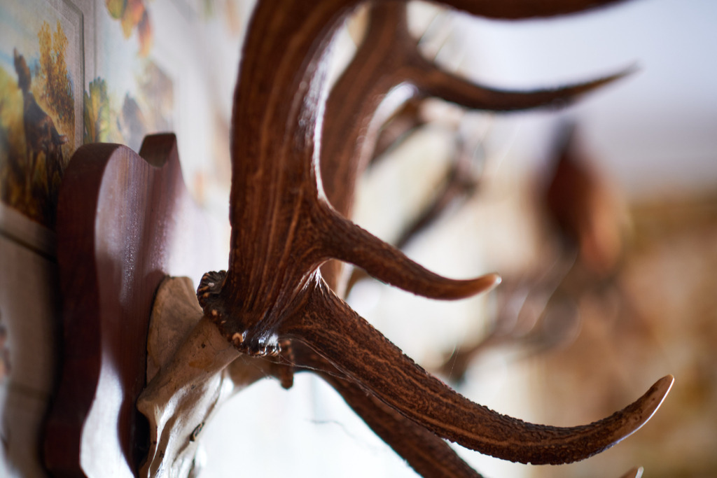 Innenraum einer leeren Gaststätte im Weinviertel | Austria - June 08, 2021: Innenraum einer leeren Gaststätte im Weinviertel, Geweih an der Wand hängend - Realisiert mit Pictrs.com