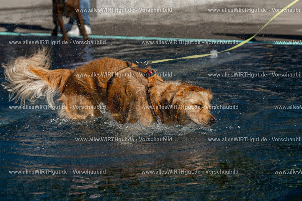 Hundeschwimmen_Volksbad_2026-allesWIRTHgut_Tierfotografie-2609061056-FAY06031 | Professionelle Tierfotografie in Mönchengladbach von Daniel Wirth (allesWIRTHgut). Liebevolle & natürliche Bilder von Hunden & Katzen für unvergessliche Erinnerungen.