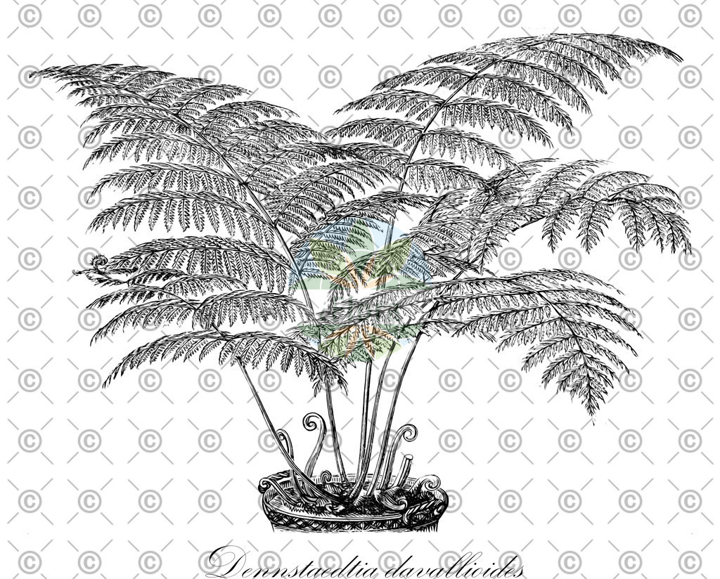HistAbb_wfo-1200061196_1_ENZY_Simple | Historische Abbildung von Dennstaedtia davallioides - Dennstaedtiaceae | Historical Illustration of Dennstaedtia davallioides - Dennstaedtiaceae
