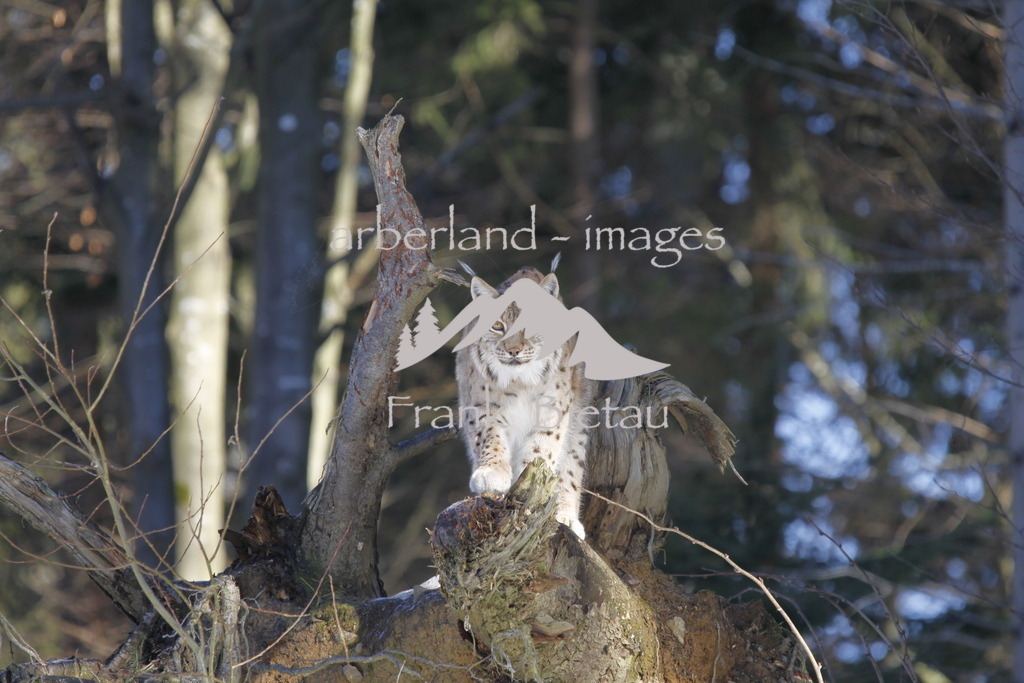 20110209_0157 | Medien- Sport- Entertainmentfotos