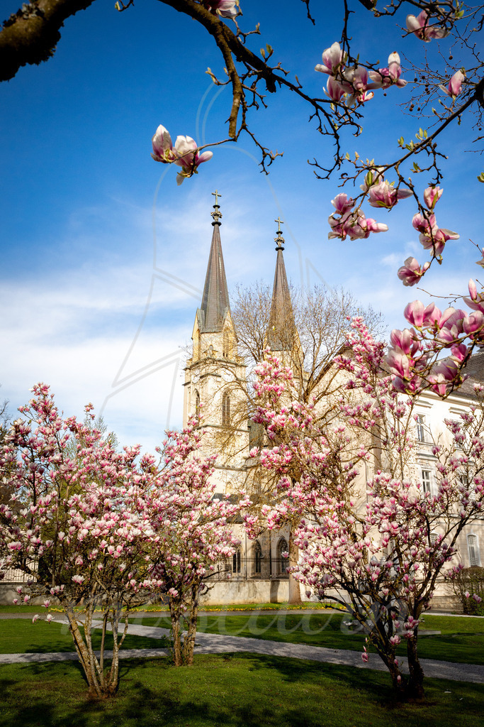 Magnolienbluete_Admont_Steiermark_ -9780 | Ihre Fotografin im Lungau, ihre Fotografin im Mostviertel, Wandbilder Onlineshop, Imagefotos für Ihr Unternehmen,  - Realisiert mit Pictrs.com