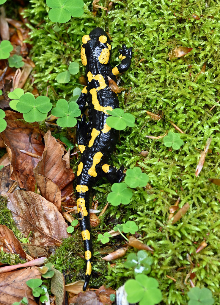 Salamander03h | lucisnaturbilder - Realisiert mit Pictrs.com