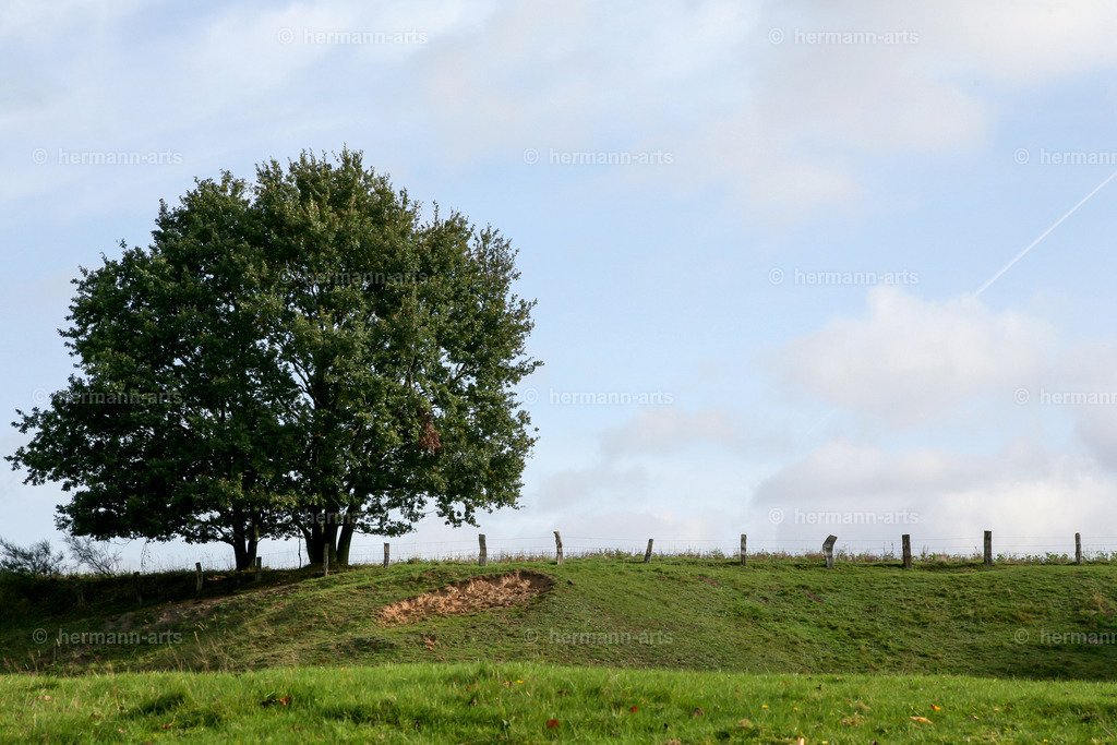 Trees_fine_Art_0005 | Photo Foto Kunst Art schwarzweiss Bilder Rheine Münster Berlin Blumen 